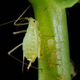 Illustration for article titled Why Pea Aphids Are The Most Awesome Organism